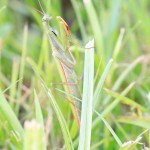 macro